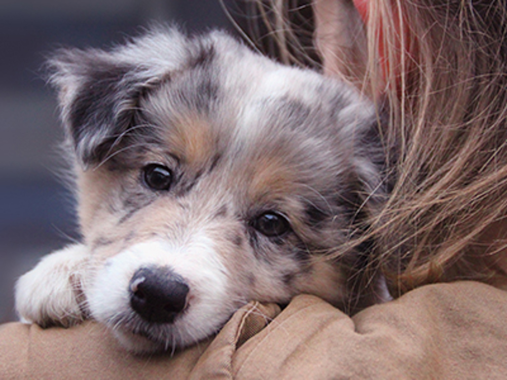 Pupping looking over a woman's shoulder