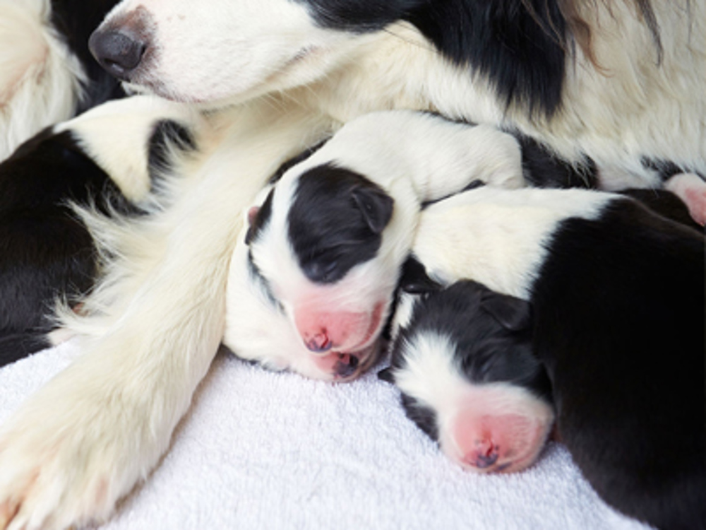 Puppies asleep