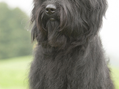 Briard headshot