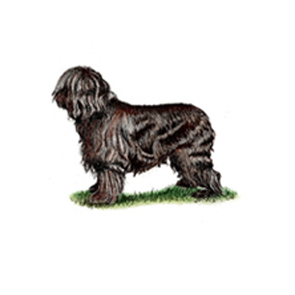 Briard illustration