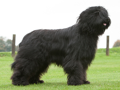 Briard standing