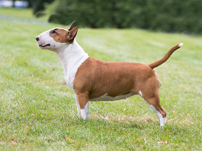 Bull Terrier Miniature standing