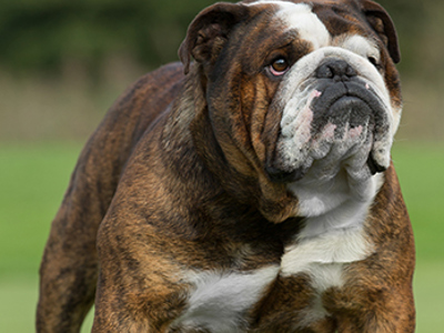 Bulldog headshot