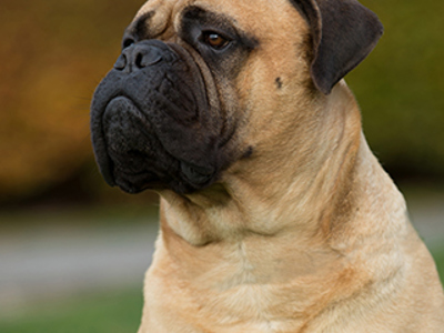 Bullmastiff headshot