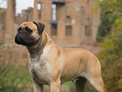 Bullmastiff standing