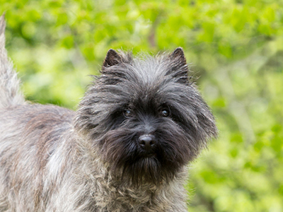 Cairn Terrier headshot