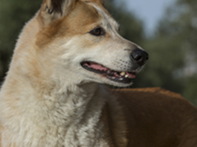 Canaan dog headshot