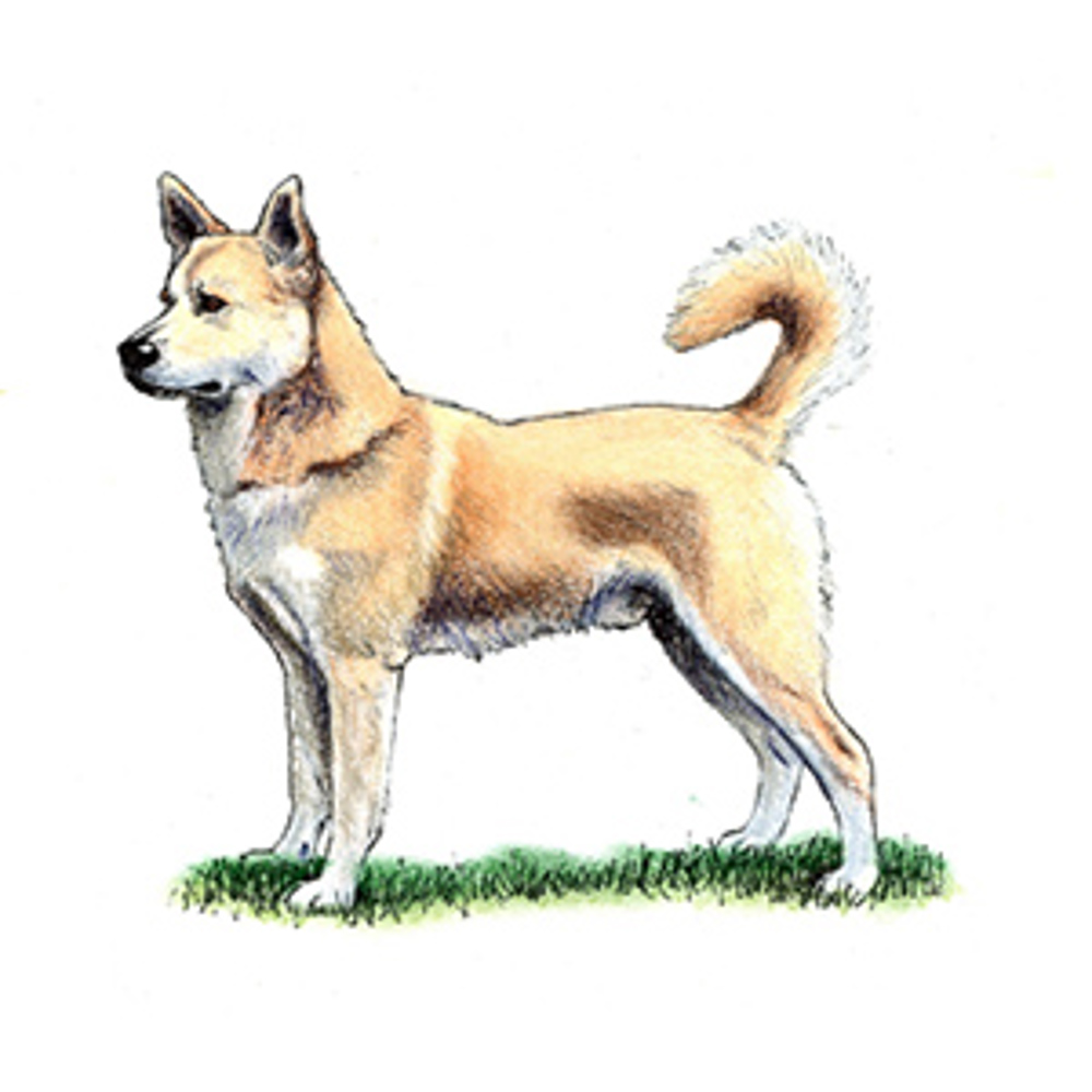 Canaan Dog illustration