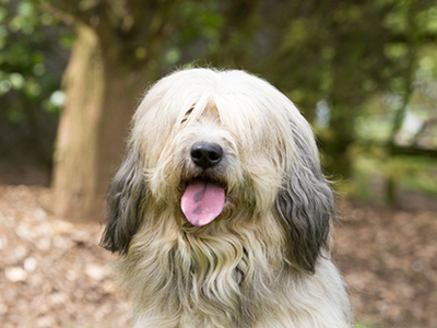 Catalan Sheepdog headshot