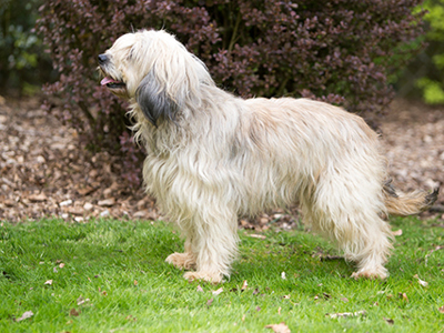 Catalan Sheepdog standing