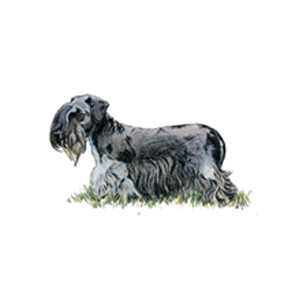 Cesky Terrier illustration