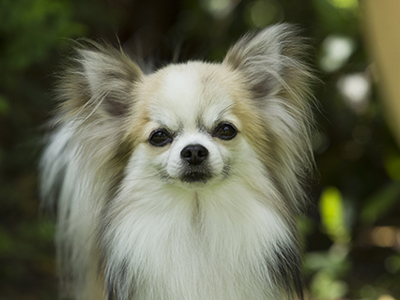 Chihuahua long coat headshot