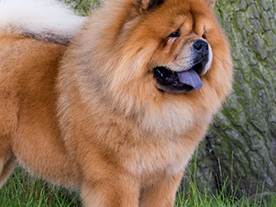 Chow chow headshot