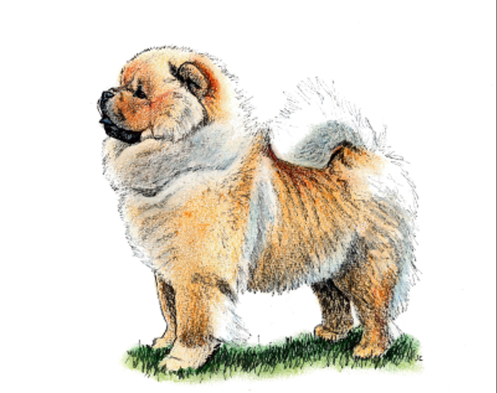 Chow Chow illustration