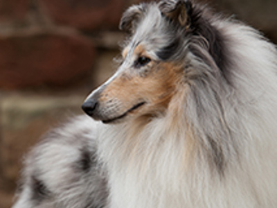 Collie Rough headshot