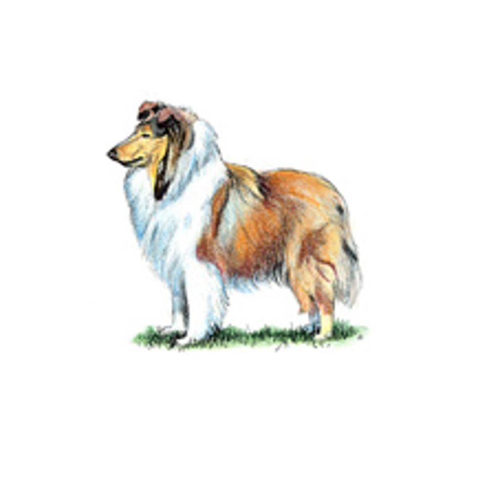 Collie (Rough) illustration