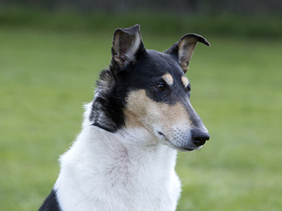 Collie Smooth headshot