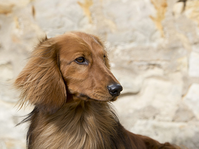 Dachshund (Long Haired) headshot