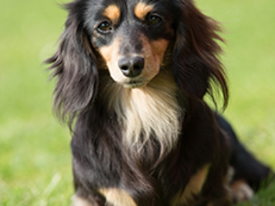 Dachshund (Miniature Long Haired) headshot