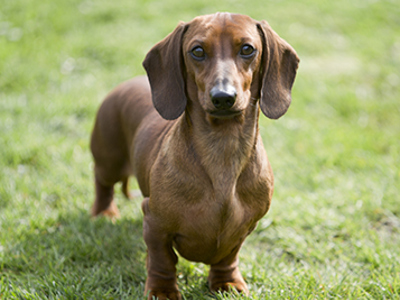 Dachshund (Miniature Smooth Haired) headshot