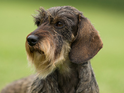 Dachshund (Miniature Wire Haired) headshot