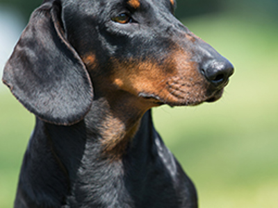 Dachshund (Smooth Haired) headshot