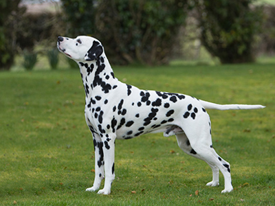 Dalmatian standing