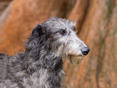 Deerhound headshot