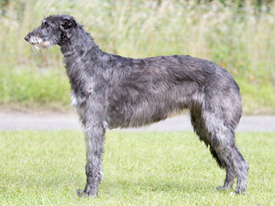 Deerhound standing