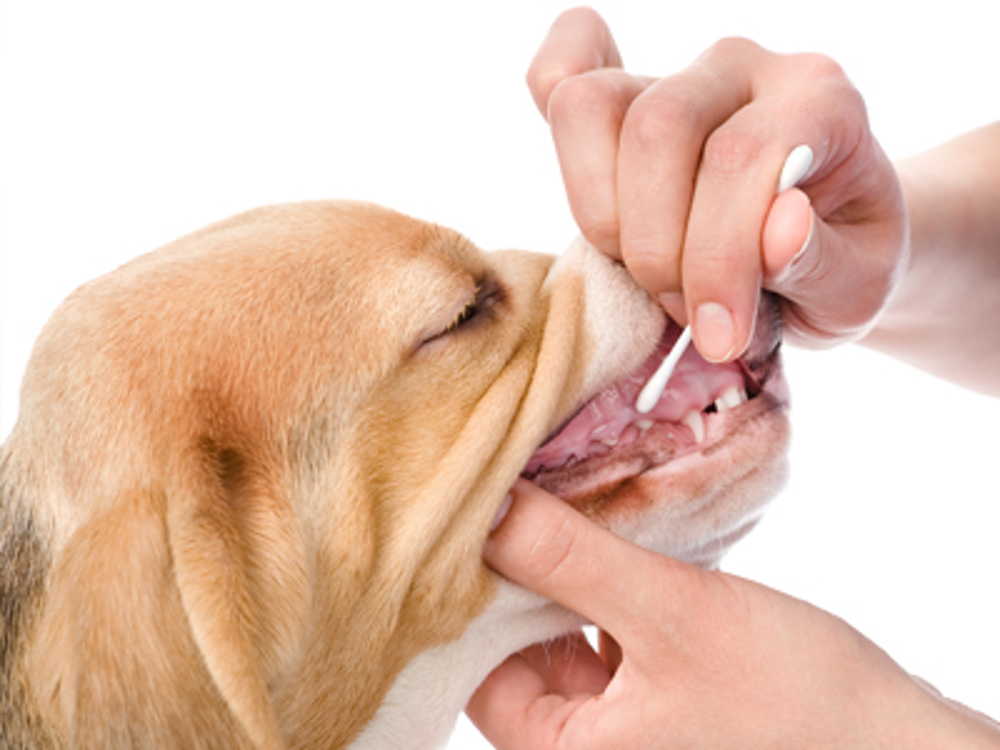 Beagle having its mouth swabbed