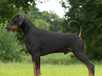 Dobermann standing