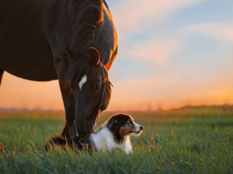 Dog and horse in a field