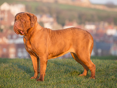 Dogue de Bordeaux standing