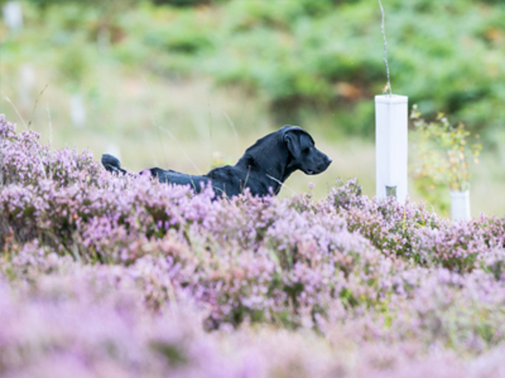 Dog running through the field