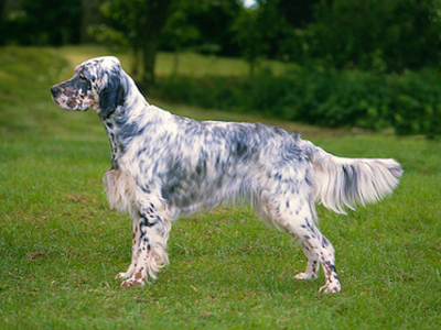 English Setter standing