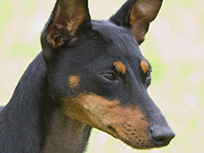 English Toy Terrier headshot