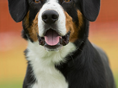 Entlebucher headshot