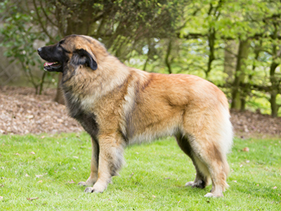 Estrela Mountain Dog standing