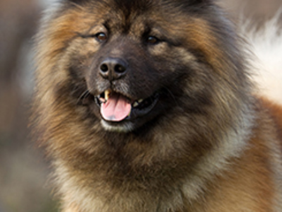 Eurasier headshot