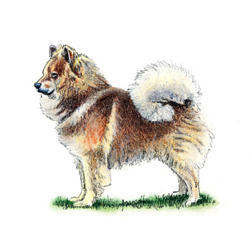 Eurasier illustration