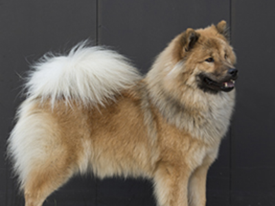 Eurasier standing