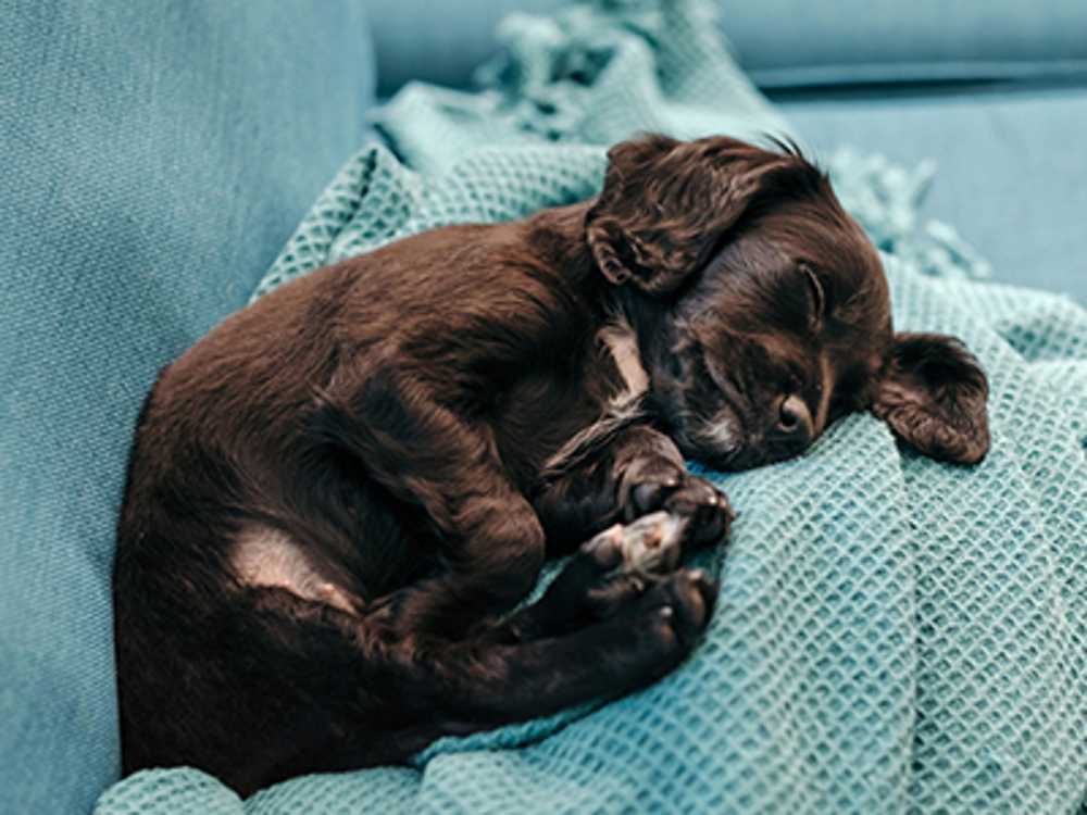 Puppy laying on car seat