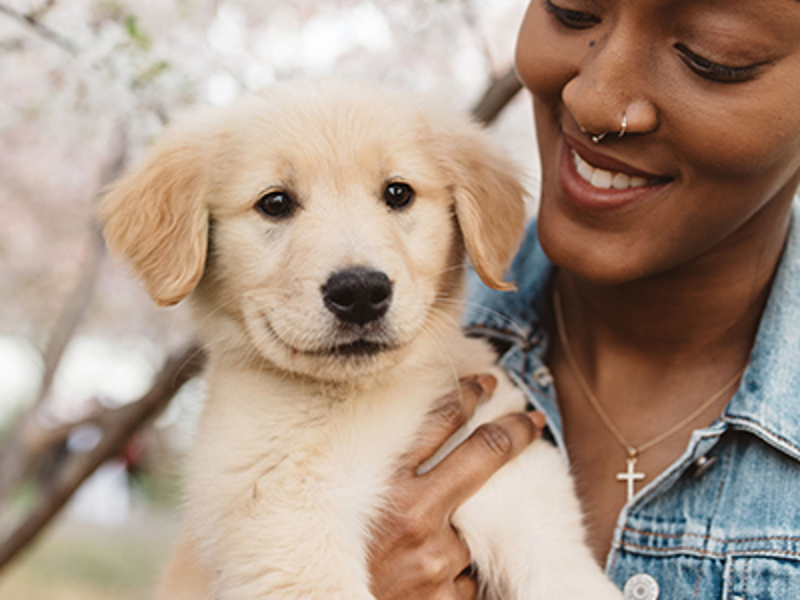 Labrador and girl