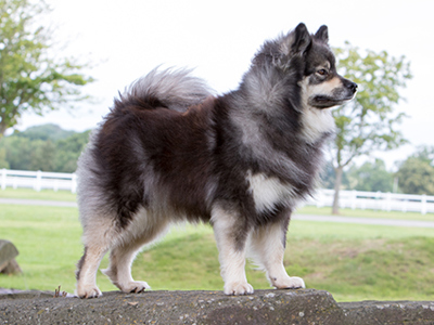 Finnish Lapphund standing