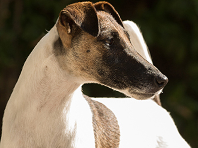 Fox Terrier smooth headshot