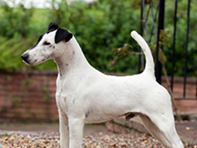 Fox Terrier standing