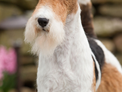 Fox Terrier Wire headshot