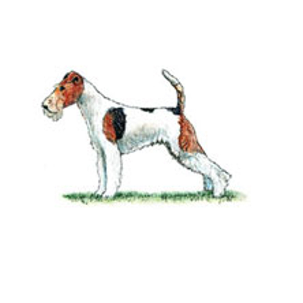 Fox Terrier (Wire) illustration