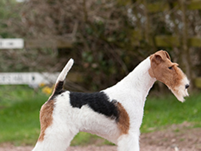 Fox Terrier Wire standing