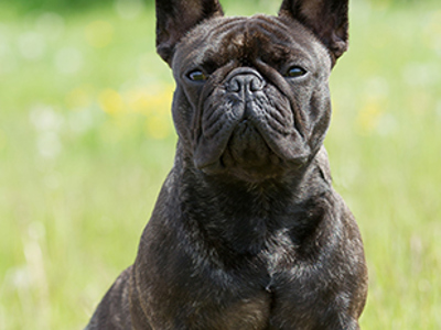 French Bulldog headshot